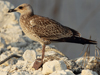 Larus armenicus